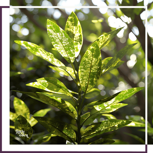 Japanese Laurel Gift Set