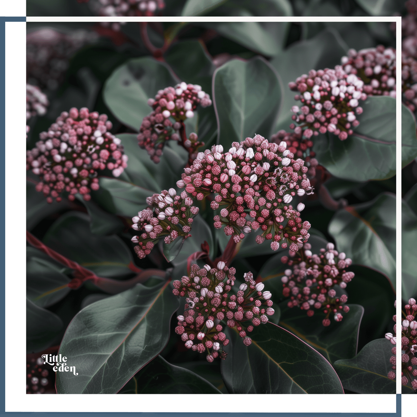 Skimmia Gift Set