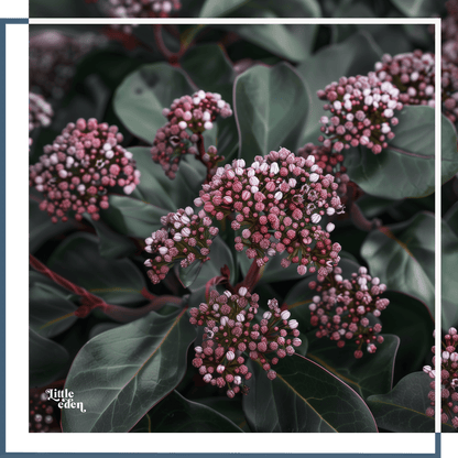 Skimmia Gift Set