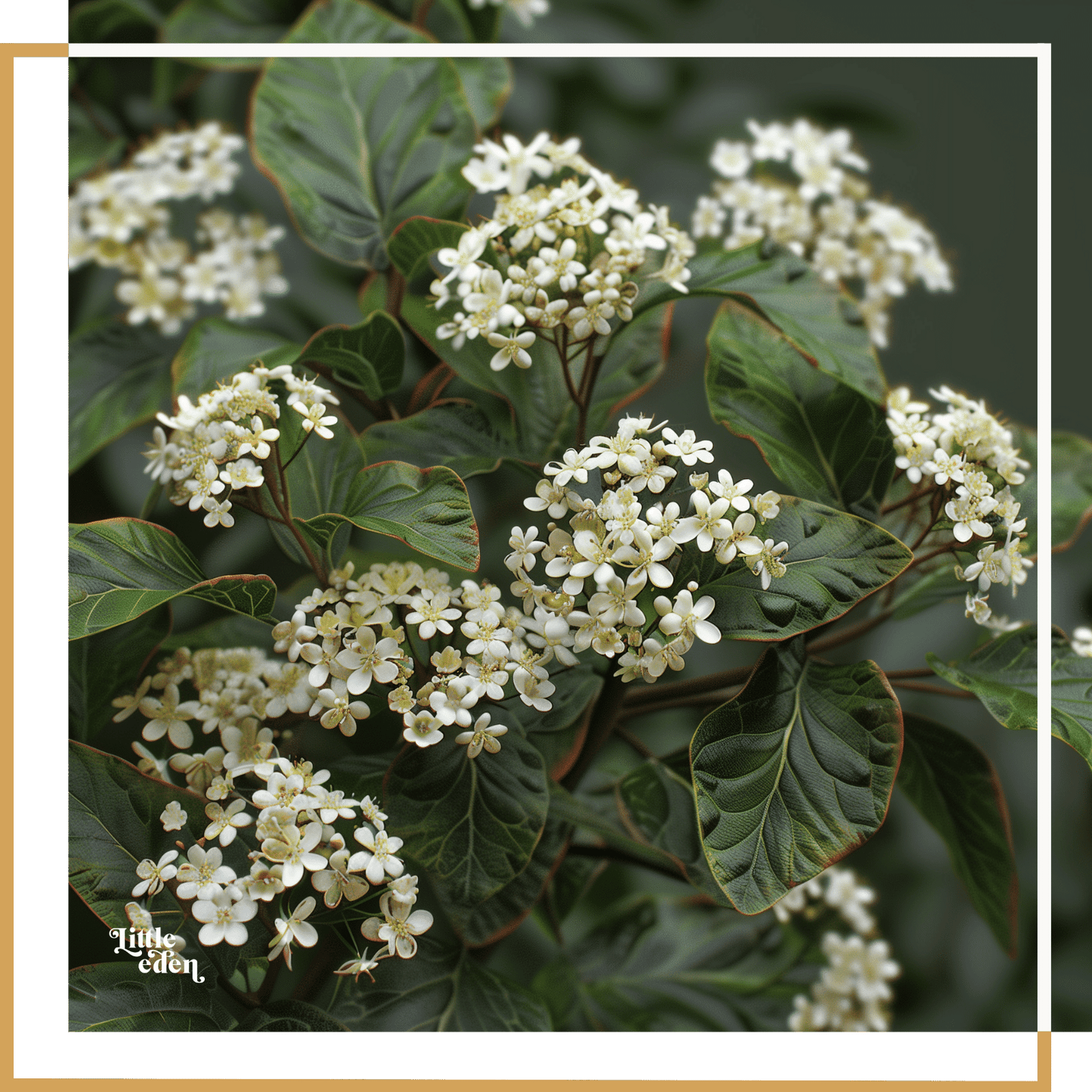Viburnum Gift Set