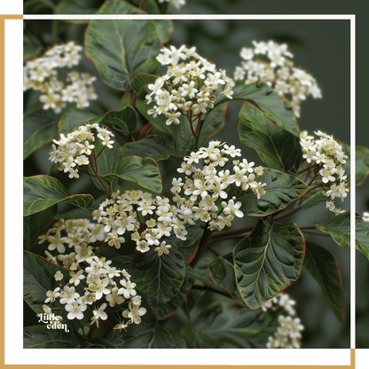 Viburnum Gift Set