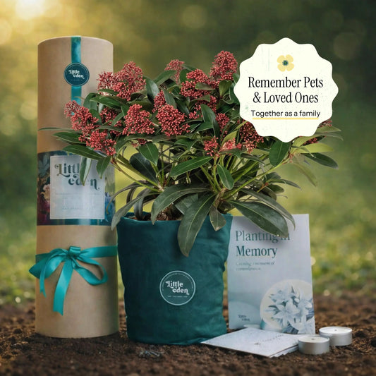 Skimmia Memorial Plant