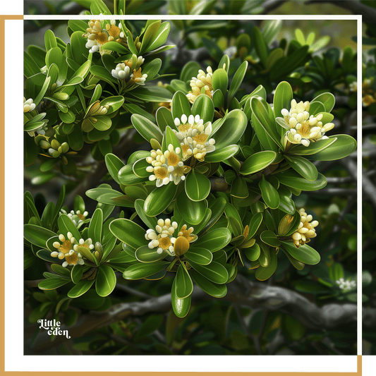 Japanese Mock Orange Gift Set