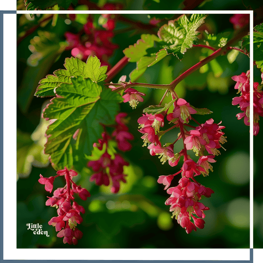 Winter Currant Gift Set