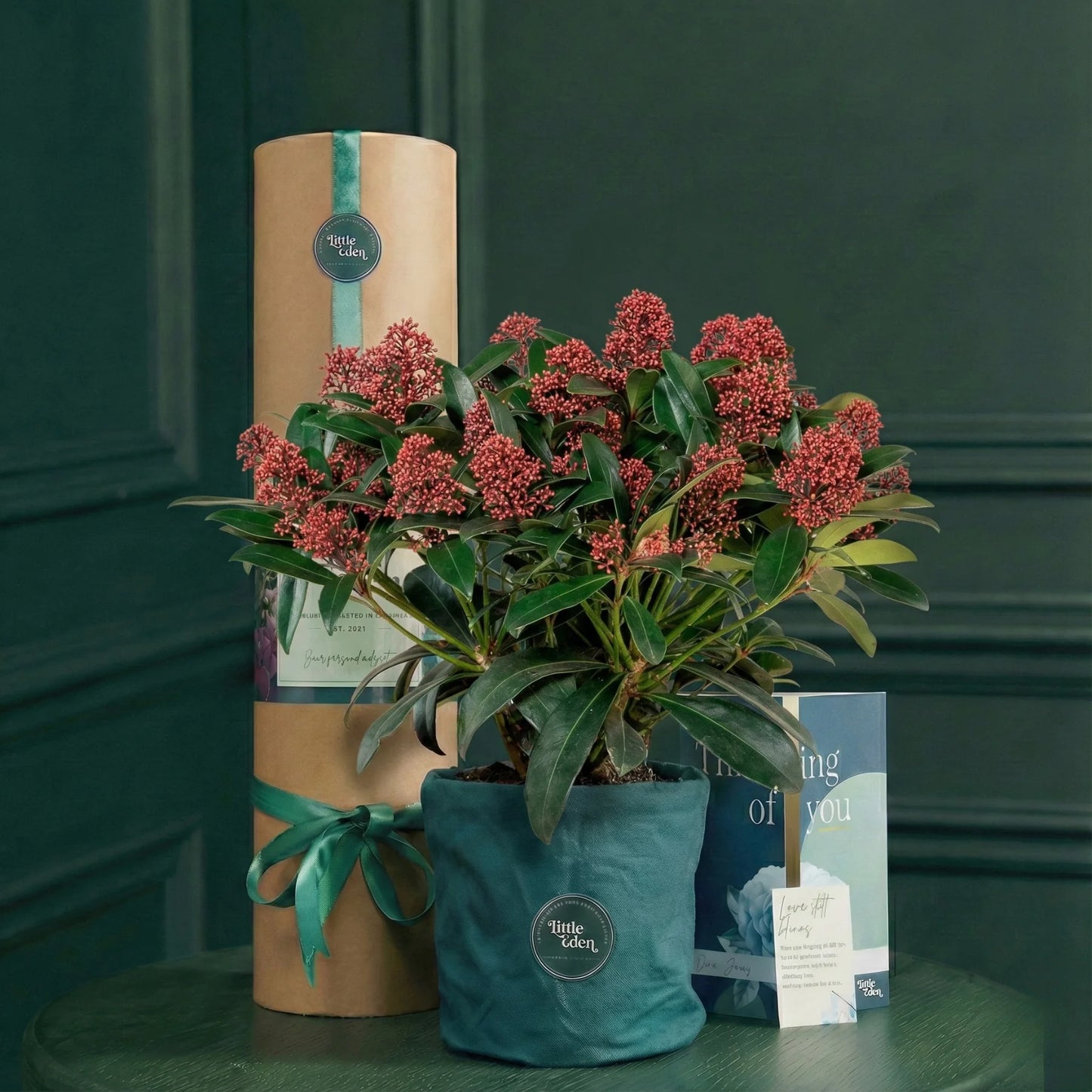 Skimmia — Protection & Sanctuary Gift