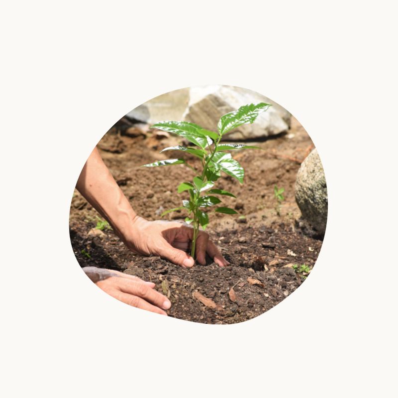 Planting a gift