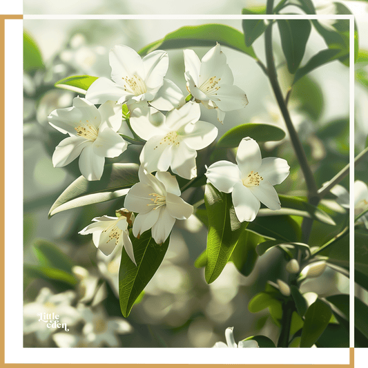 Jasmine Gift Set