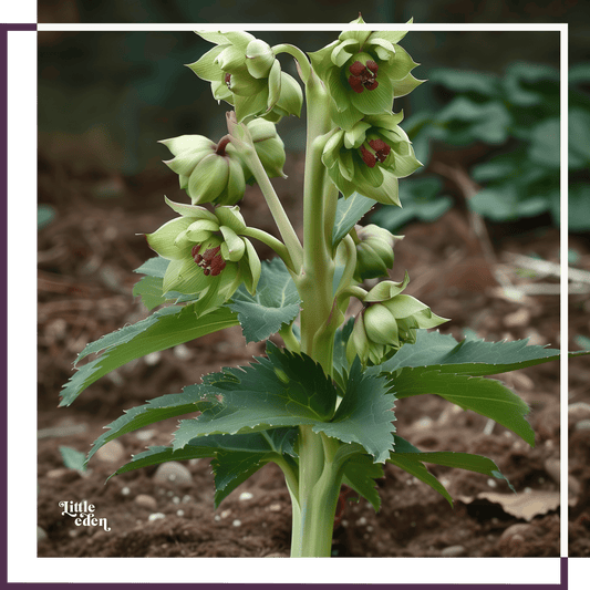 Hellebore Gift Set