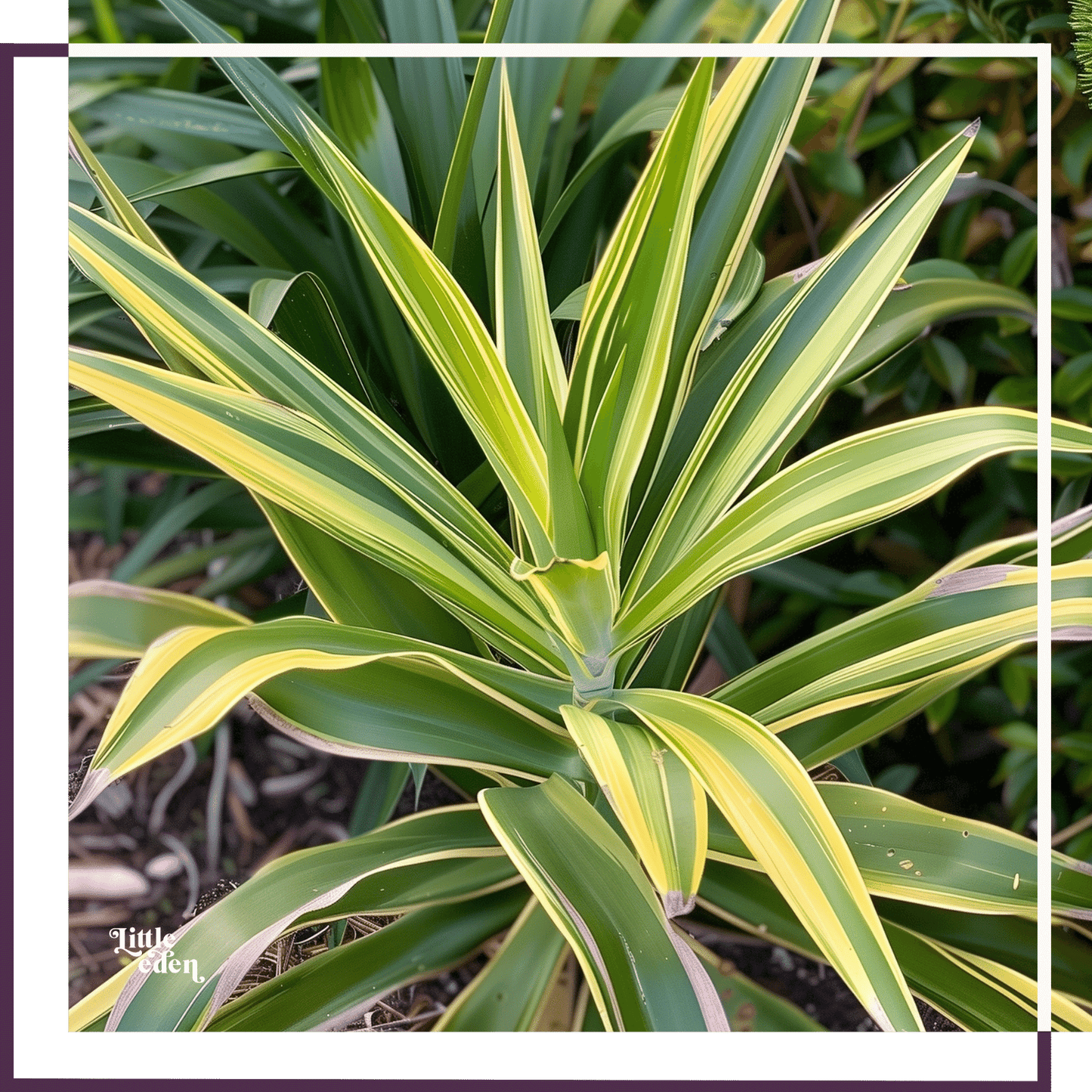 Yucca Gift Set