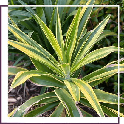 Yucca Gift Set