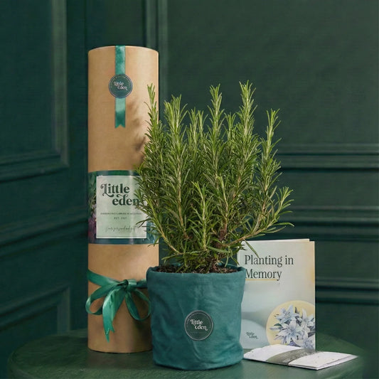 Rosemary — Eternal Memory