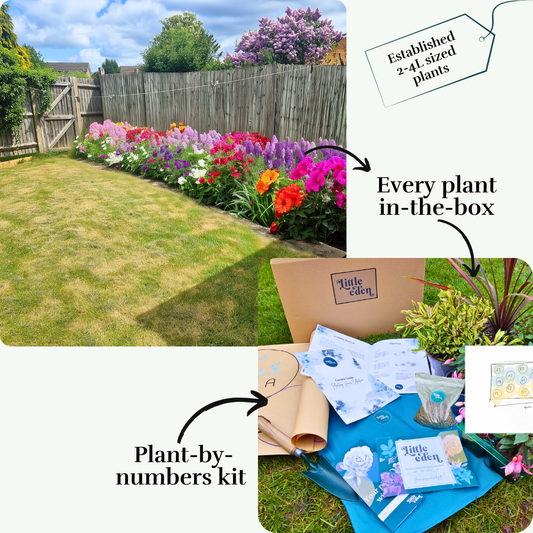 Jarrod's Right Border