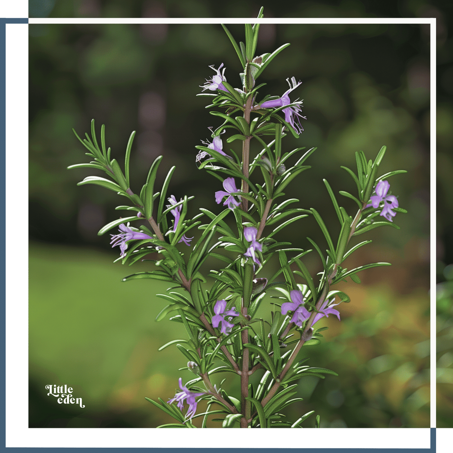 Rosemary Gift Set