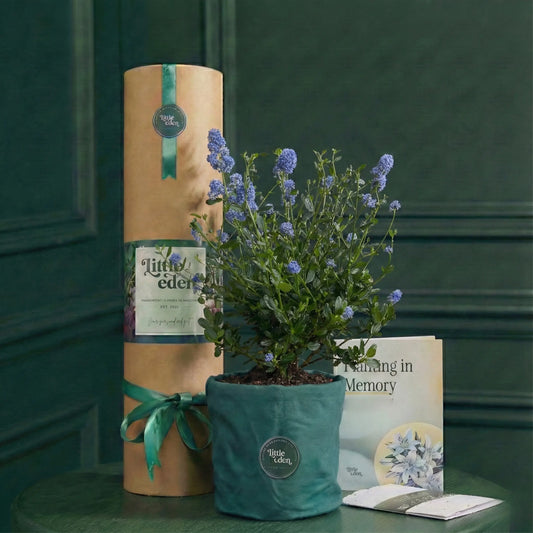 California Lilac — Enduring Memory Gift