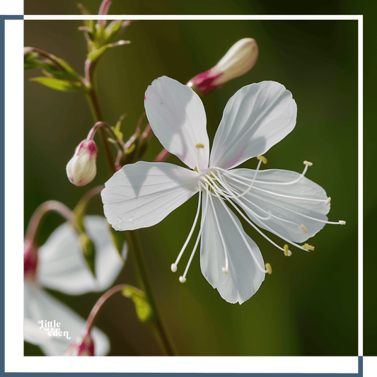 Gaura Gift Set