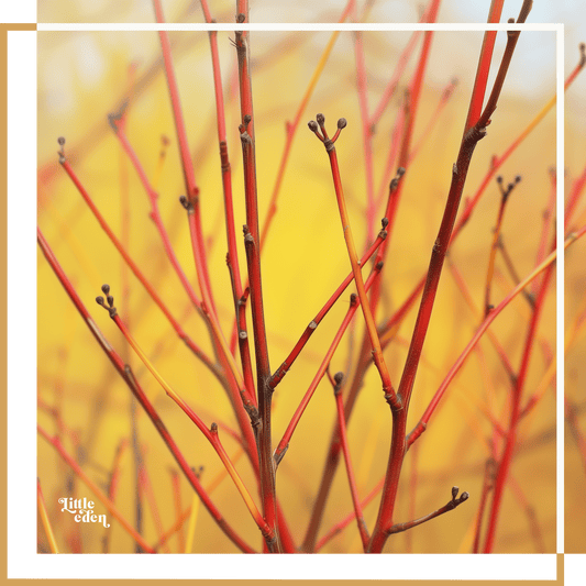 Cornus Dogwood Gift Set