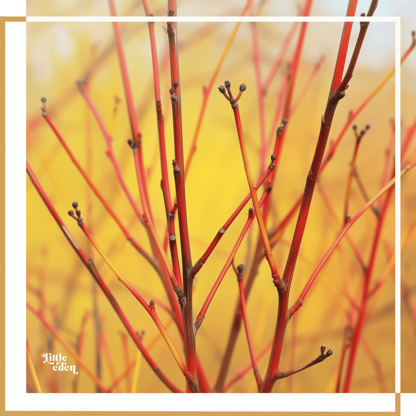 Cornus Dogwood Gift Set