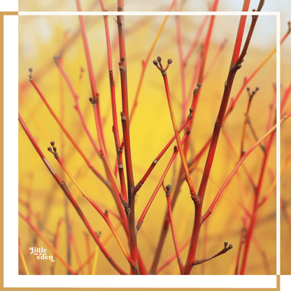 Cornus Dogwood Gift Set
