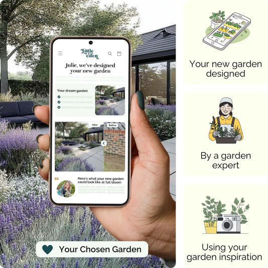 Lavender Coast Garden Blueprint