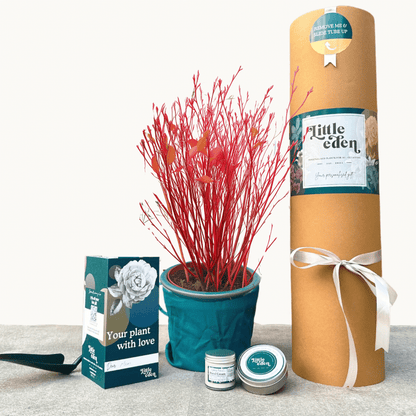 Cornus Dogwood Gift Set