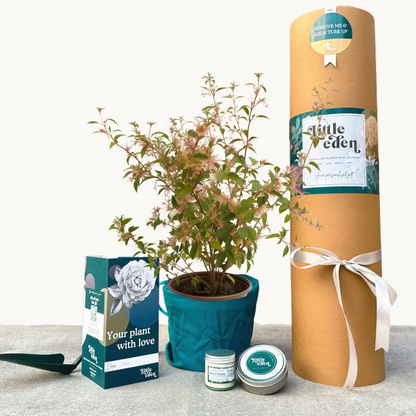 Abelia Gift Set