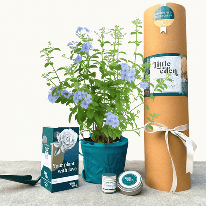 Chinese Plumbago Gift Set