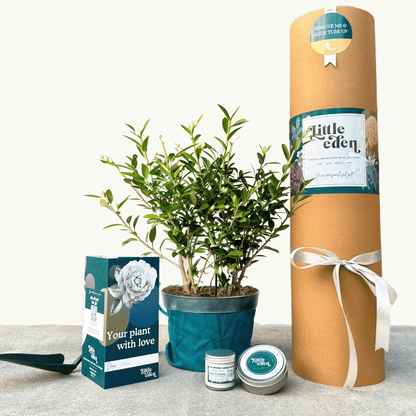 Sweet Box Gift Set