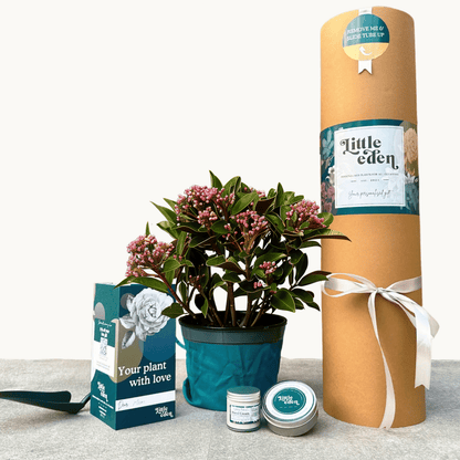 Skimmia Gift Set
