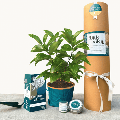 Japanese Laurel Gift Set