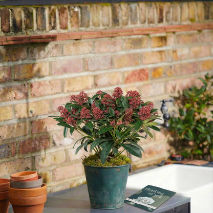 Skimmia Memorial Plant
