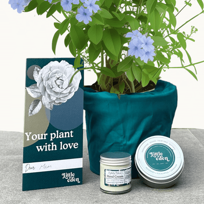 Chinese Plumbago Gift Set