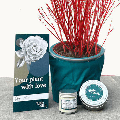 Cornus Dogwood Gift Set