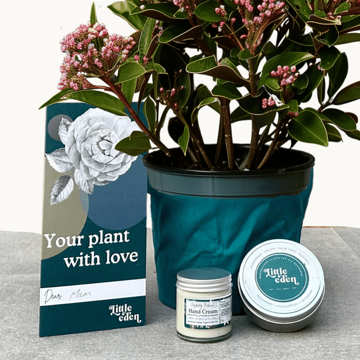 Skimmia Gift Set