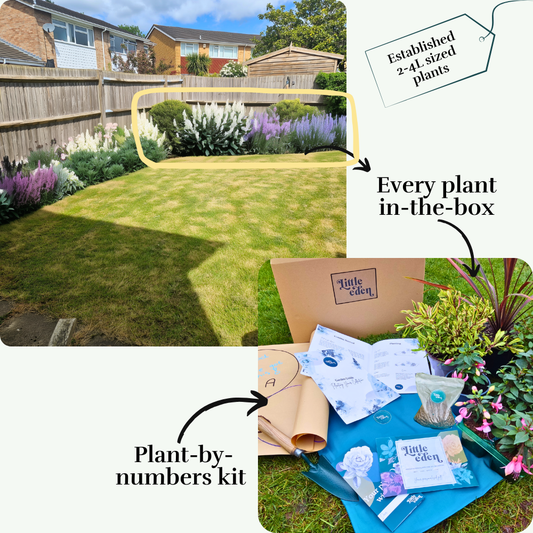 Jarrod's Back Border