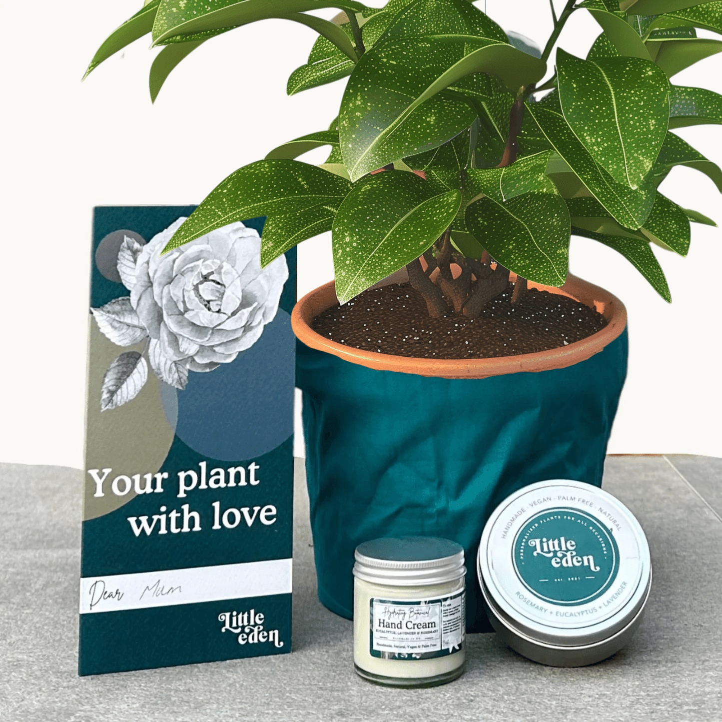 Japanese Laurel Gift Set