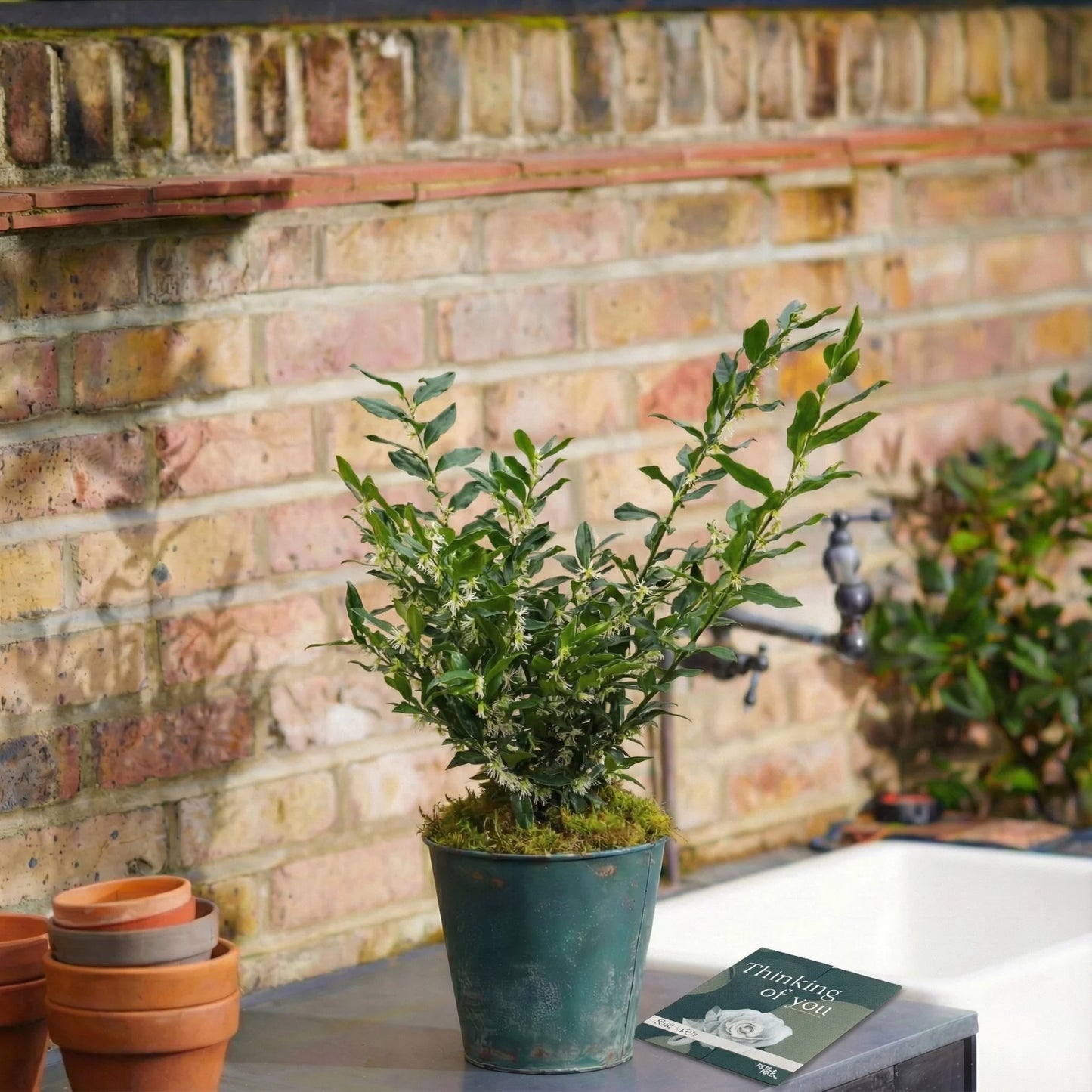 Sarcococca — Love & Support