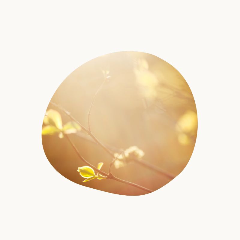 Sun for plants