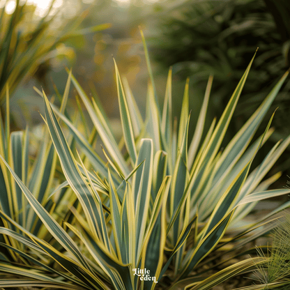 Yucca Gift Set