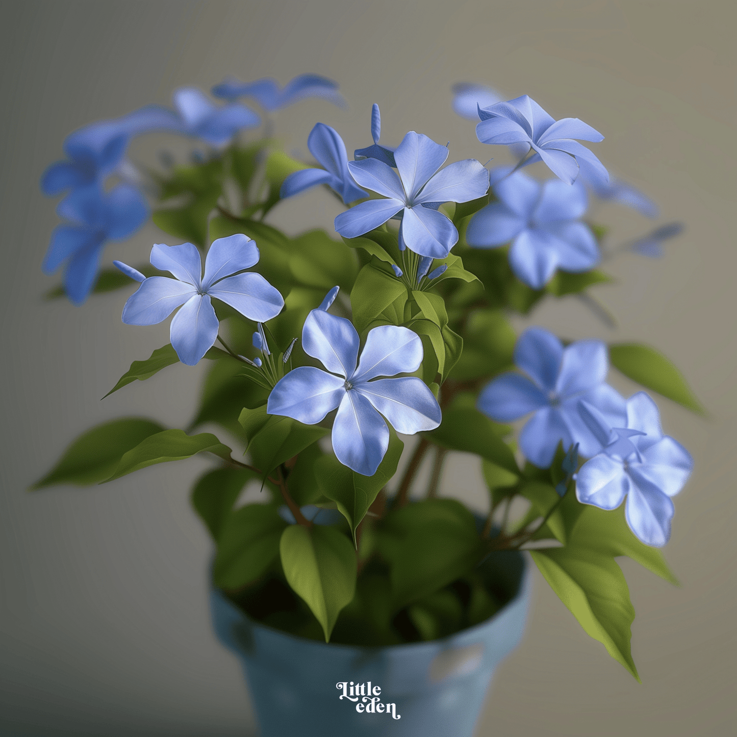 Chinese Plumbago Gift Set