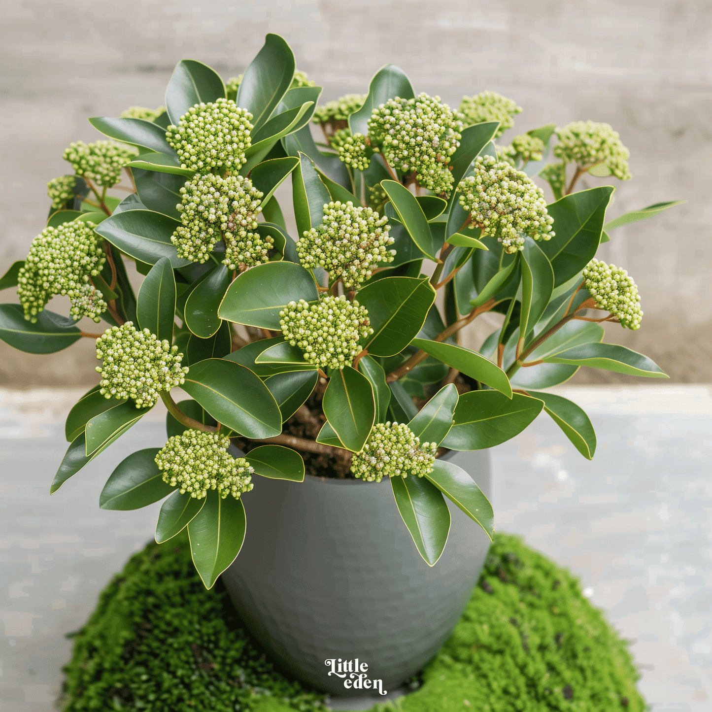 Skimmia Gift Set