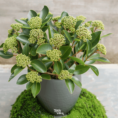 Skimmia Gift Set