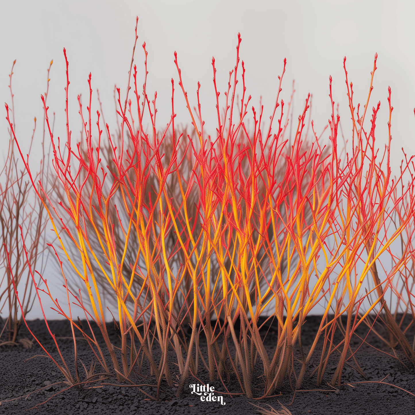 Cornus Dogwood Gift Set