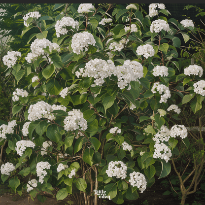 Viburnum Gift Set