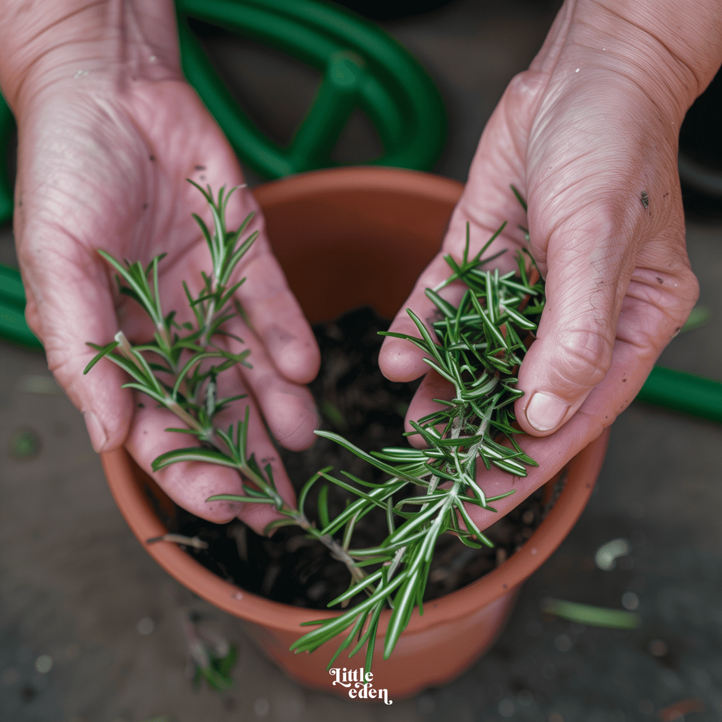 Rosemary Gift Set