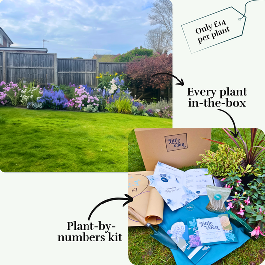 Daisy's L-Shaped Border