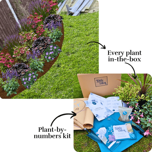 Marcy's Border-in-a-Box