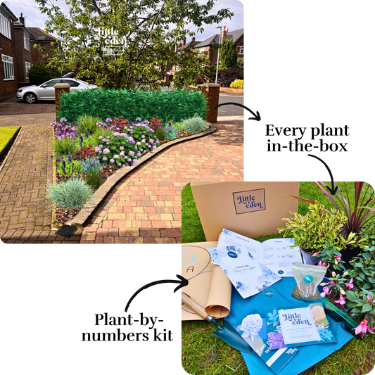 David's Garden-in-a-Box