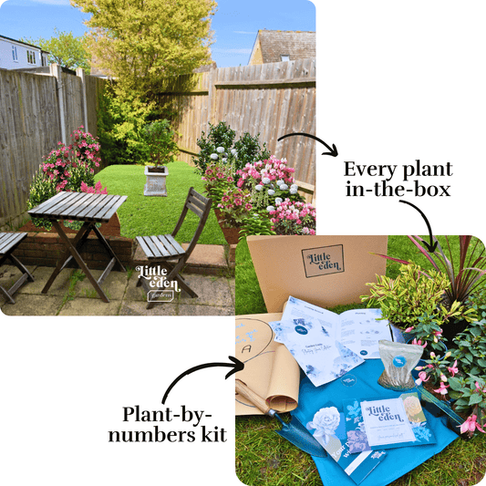 Amber's Border-in-a-Box