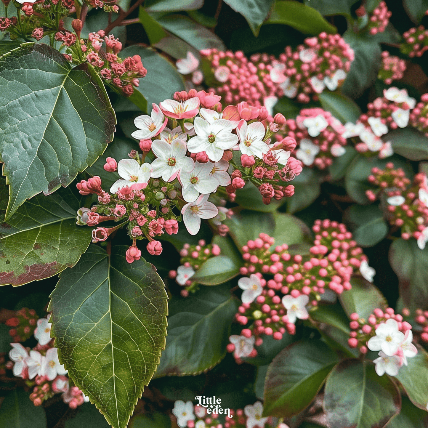 Viburnum Gift Set
