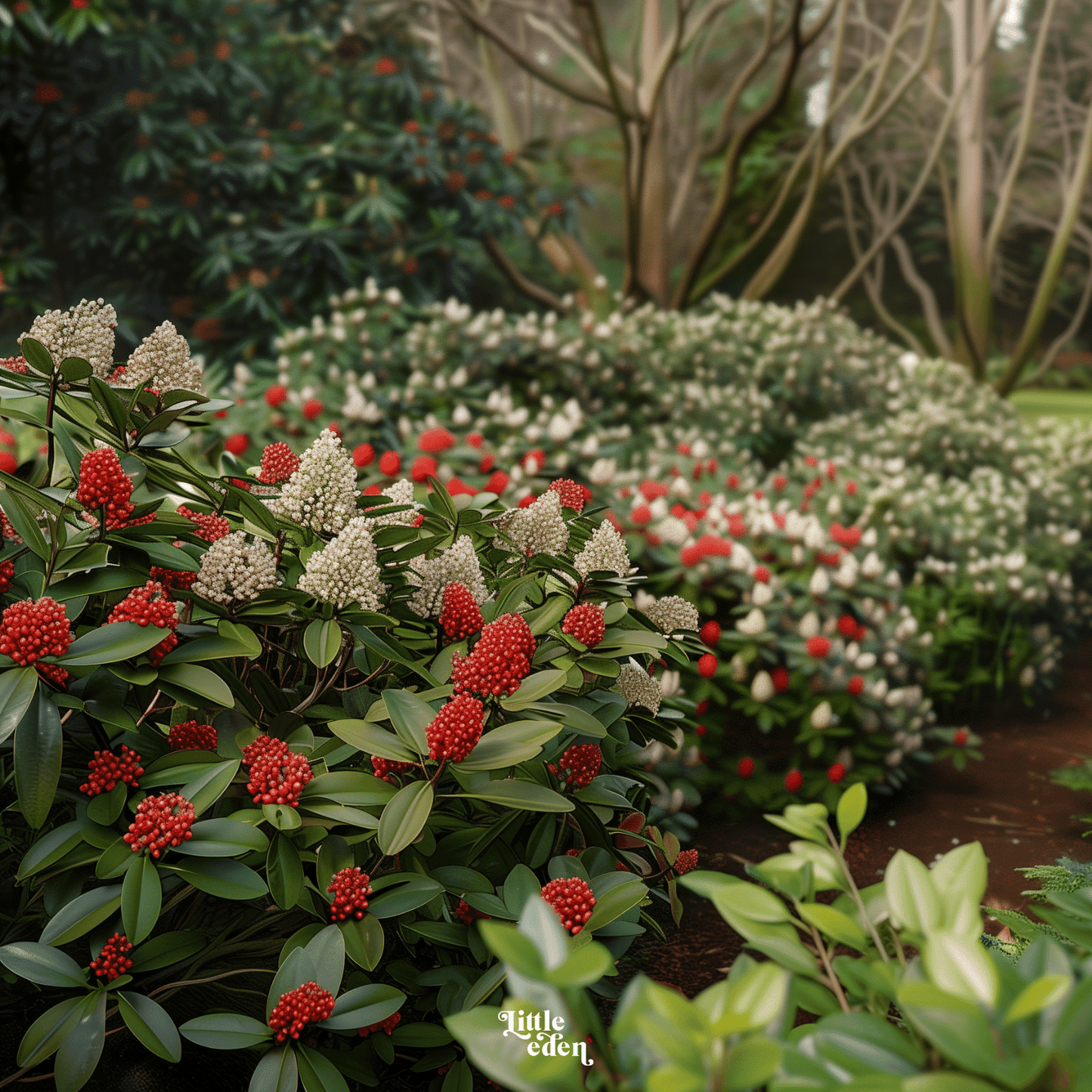 Skimmia Gift Set